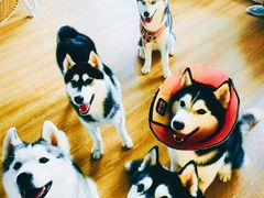 -Husky Go! 哈士奇体验馆·宠物咖啡厅狗咖