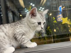-半岛宠物医院24小时(西派城店)