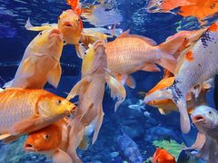 -上海海洋水族馆