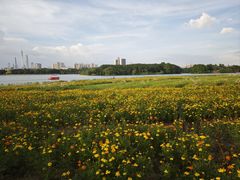 -海珠湖公园