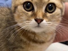 -瑞鹏宠物医院·普外科·影像科·皮肤科(城市山谷分院)