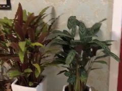 -保定市花鸟鱼虫市场