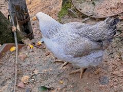-龙脊梯田