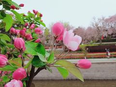 -海棠花溪(元大都城垣遗址公园)