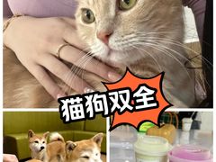 -是阿柴呀！柴犬咖啡·爱喵喵猫咖