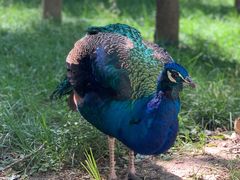 -北京麋鹿生态实验中心