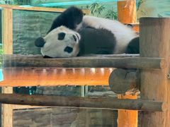 -西霞口神雕山野生动物世界