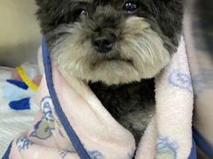 -爱侣宠医·鹦鹉专科·小型哺乳类·异宠专科(灵石路店)