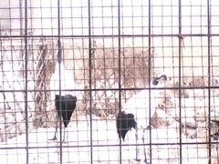 丹顶鹤-石家庄市动物园