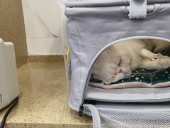 -伟伟宠物医院·CT影像中心·瑞派犬猫综合性门诊(汉口总院)