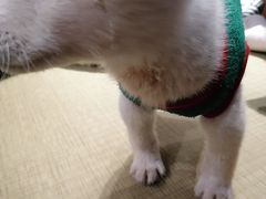 -逗柴咖啡屋·狗咖猫咖宠物桌游