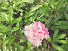 -扬州芍药园(仪征市)