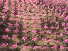 -武清南湖绿博园