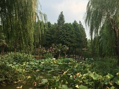 -陈家山荷花公园