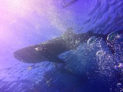 -上海潜殿潜水中心