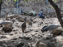 -燕塞湖鸟语林景区