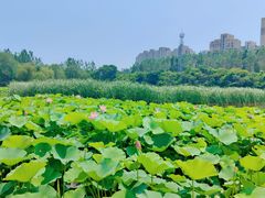 -前关湿地公园
