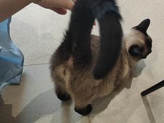 -藏猫猫咖啡主题馆(中央大道店)