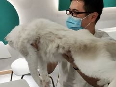 -飞行喵MR PILOT|猫舍·猫咖(静安大融城店)