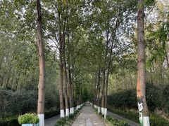 -合肥滨湖国家森林公园