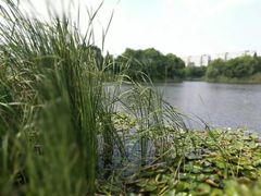 -新江湾城公园