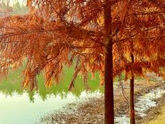 -合肥滨湖国家森林公园