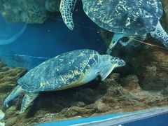 -上海海洋水族馆