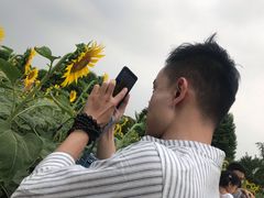 -百万葵园