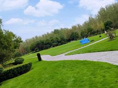 -合肥滨湖国家森林公园