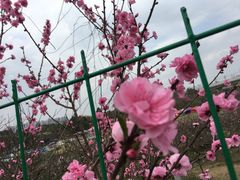 -秀丽东方