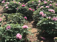 -济南国际园博园