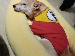 -逗柴咖啡屋·狗咖猫咖宠物桌游
