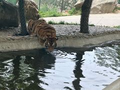 -栾川竹海野生动物园