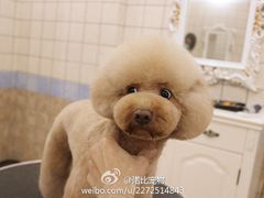美容师修剪的泰迪日系造型-诺比宠物医院心脏内科·泌尿肾内外科·骨科急重症