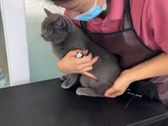 -爱洗澡的猫(望京店)
