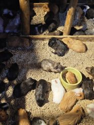 -酷嗒动物文化乐园(cutezoo西溪乐天城店)