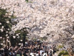 -武汉大学-樱园