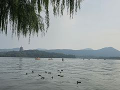 -西湖外事游船(花港观鱼码头)