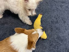 -翊宠yipet猫狗购宠庄园犬舍•猫舍