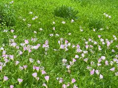 -西湖风景区-江洋畈生态公园