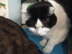 -Anne猫窝咖啡屋