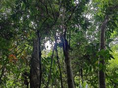 -海南热带雨林国家公园吊罗山景区
