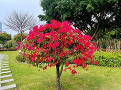 -白鹭洲公园