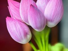 -长沙北辰洲际酒店-兰调全日餐厅