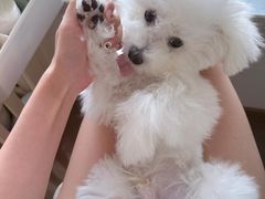 -翊宠yipet猫狗购宠庄园犬舍•猫舍