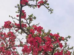 -石家庄市植物园