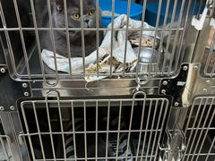 -宠颐生宠物医院·骨外科·犬猫全科诊疗中心(池州店)