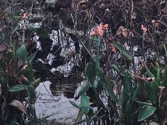 -桤木河湿地公园