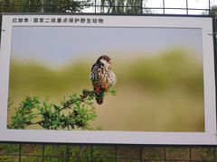 -野鸭湖国家湿地公园