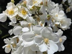 -阿方索十二世纪念碑